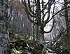 Bosques de Canfranc. Pulse sobre la imagen para verla ampliada
