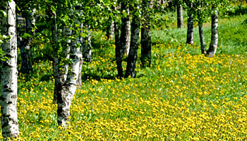 Naturarte en Canfranc