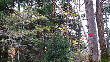 Excursin de Montaa en Familia Arboretum