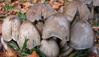Salida micolgica