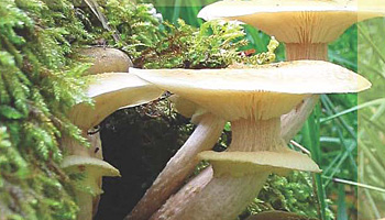 Salida micolgica 