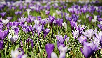 I Fiesta de la Primavera de Canfranc