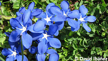 Salida Flores de Primavera