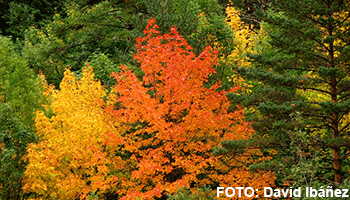 Descubre Canfranc en otoo