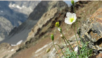 Las Plantas de las Cumbres Pirenaicas