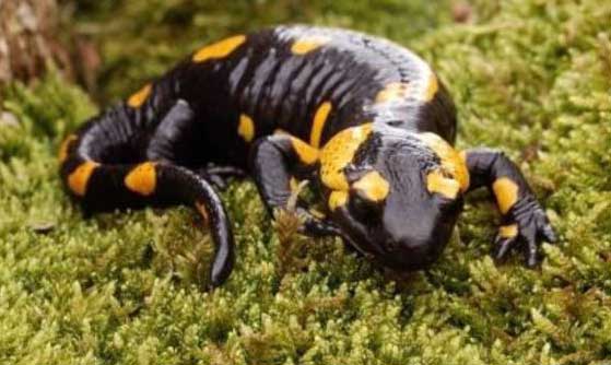 I Curso Herpetologa Anfibios ARAGN PIRINEOS