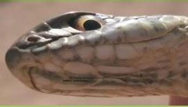 III Curso Reptiles de Aragn & Pirineos