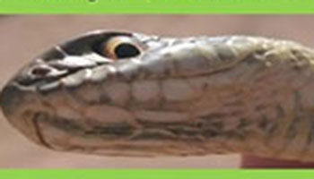 III Curso Reptiles de Aragn & Pirineos