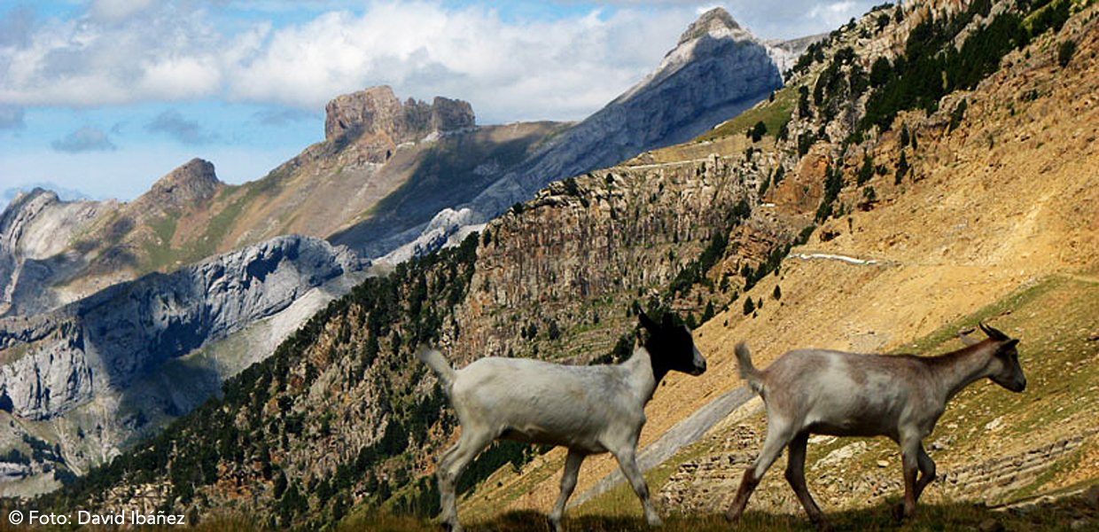 Canfranc. La Estacin de los Pirineos