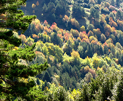 Arboretum: Un paseo entre árboles